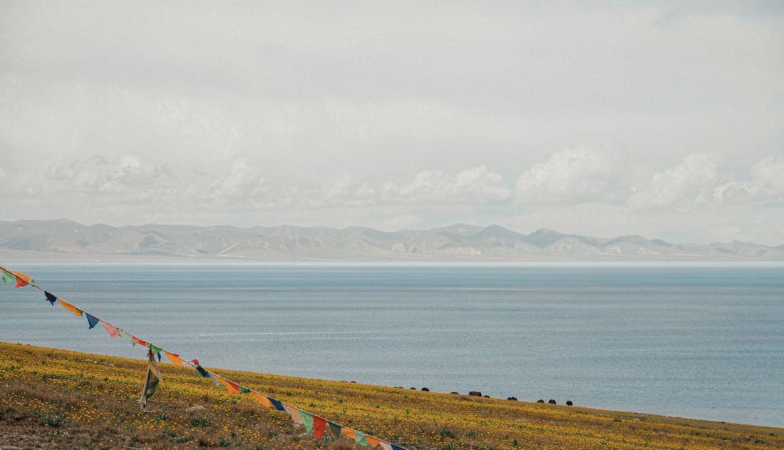 Lago Qinghai con colza en flor