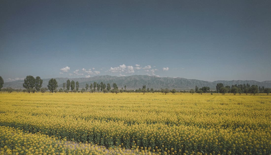 Campo amarillo de colza hasta el horizonte